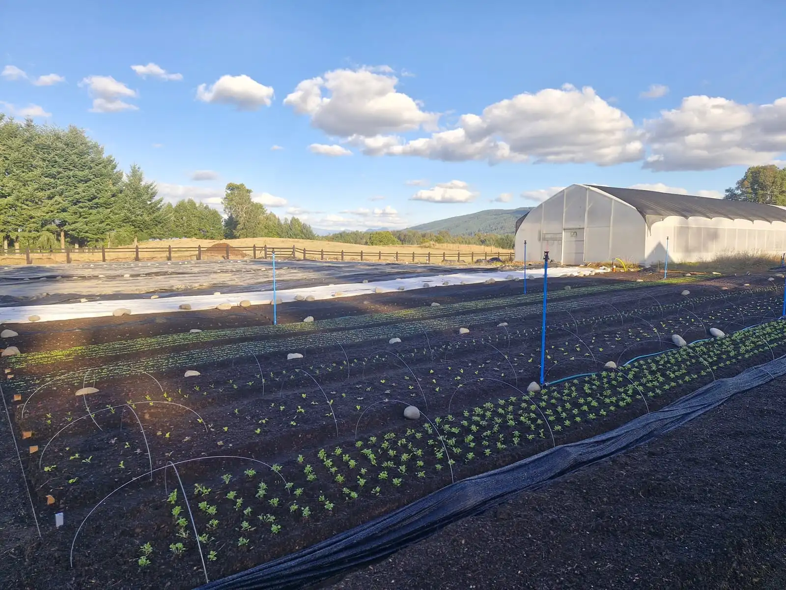 Camas de cultivo con el invernadero y las montañas al fondo