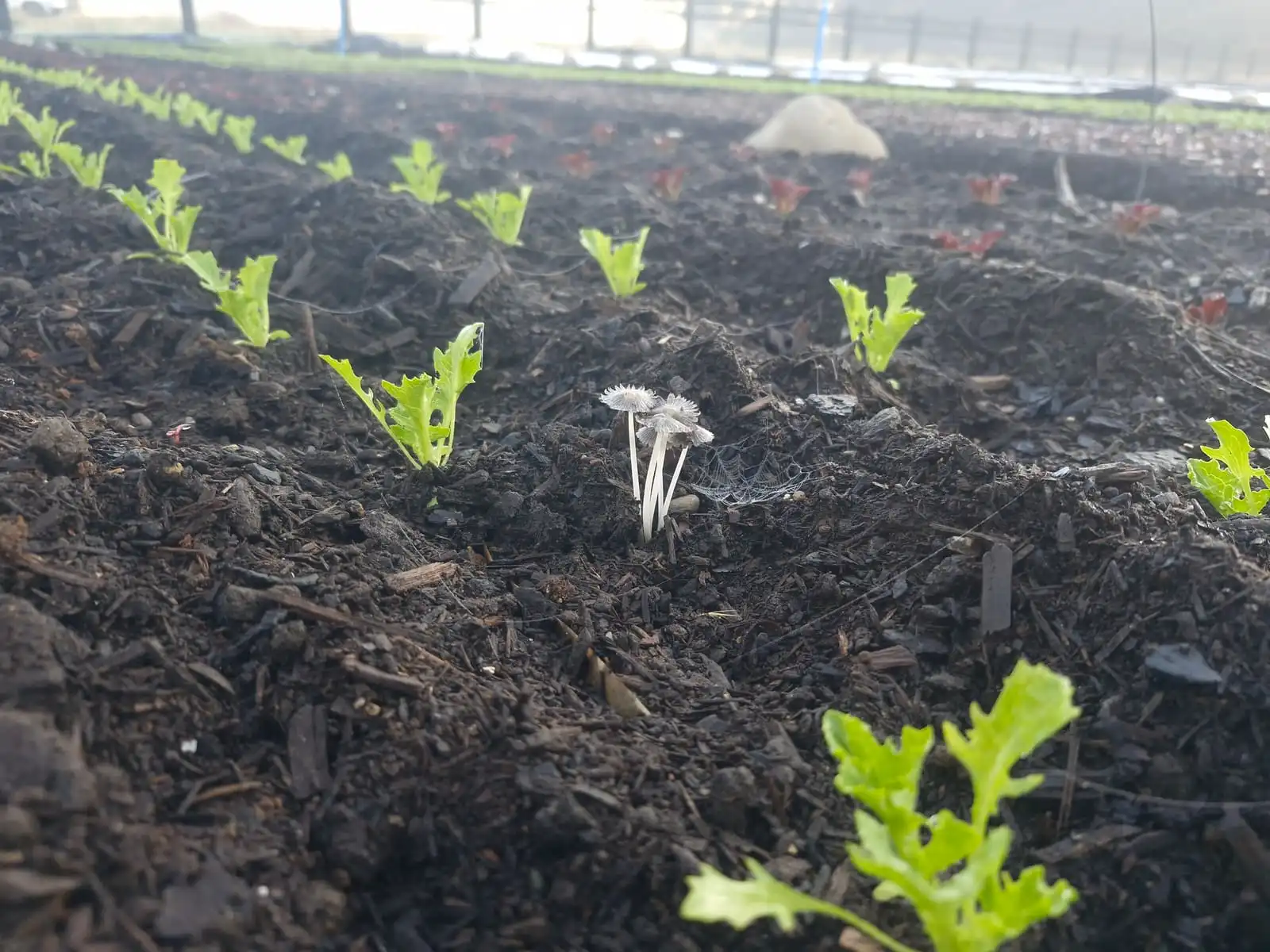 Hongos silvestres y telaraña entre plantines: suelo con vida