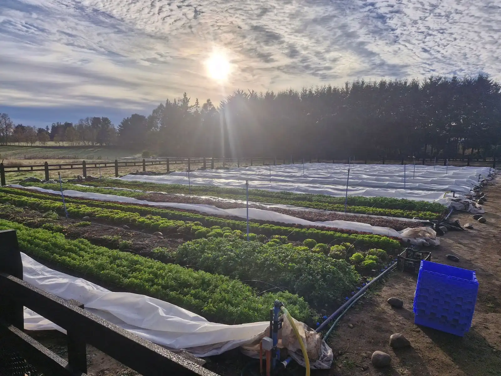 Amanecer de otoño sobre las camas de cultivo