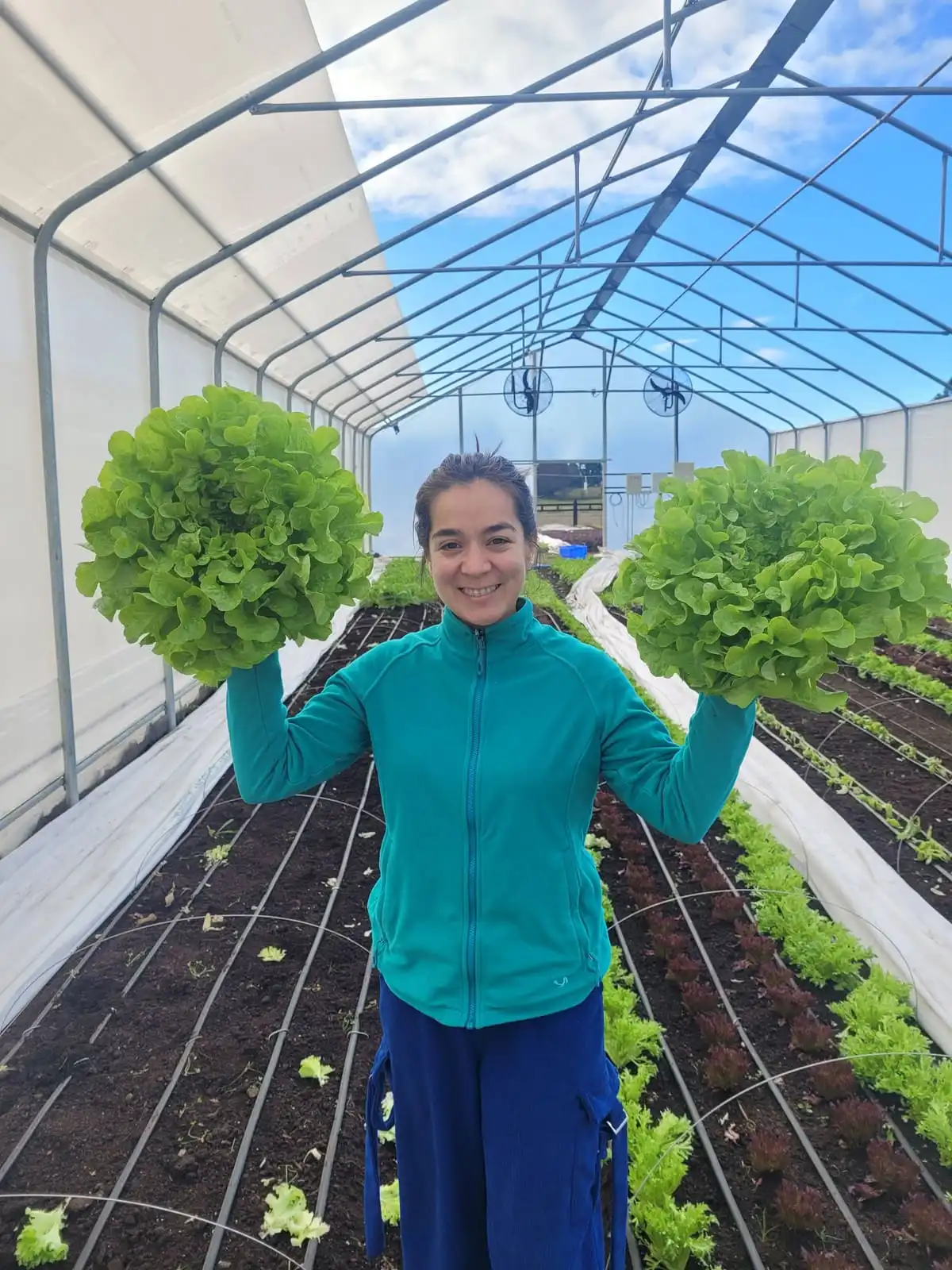 Dos lechugas recién cosechadas en el invernadero