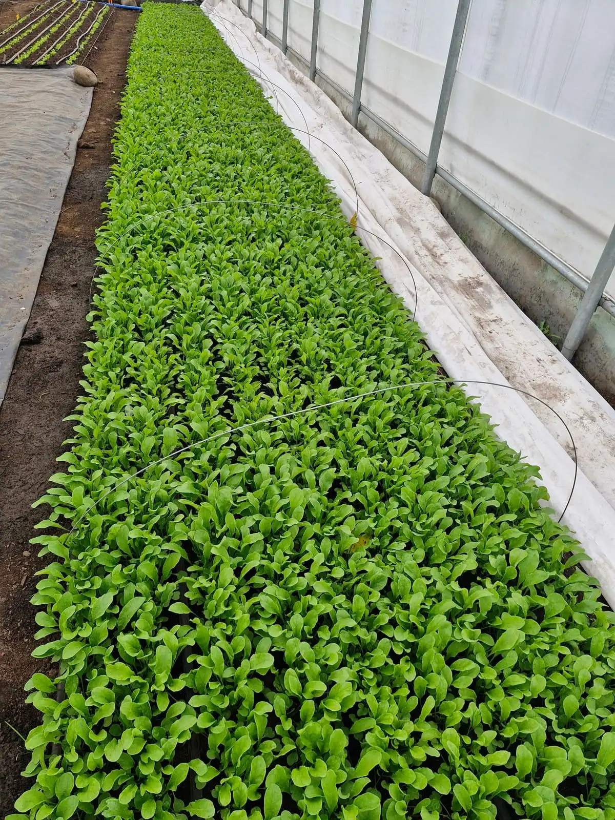 Interior del invernadero con camas densas de baby leaf