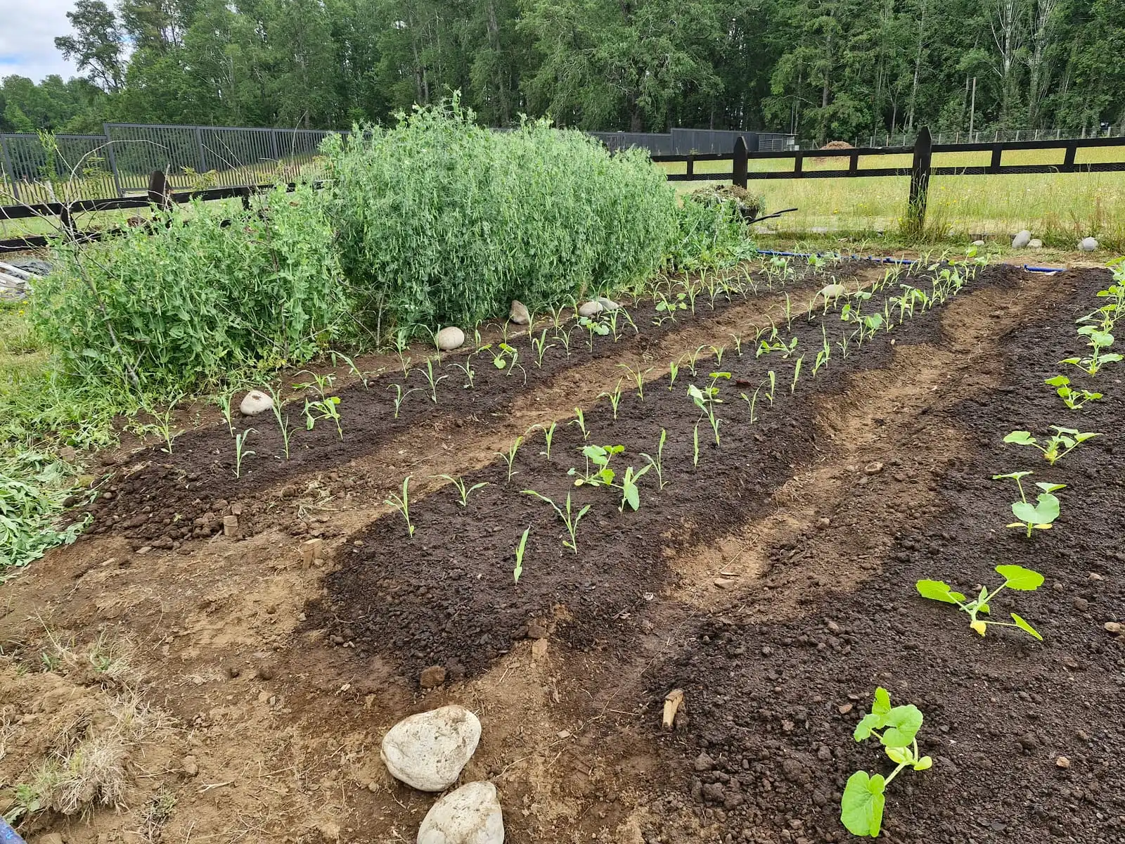 Almácigos recién plantados en la huerta