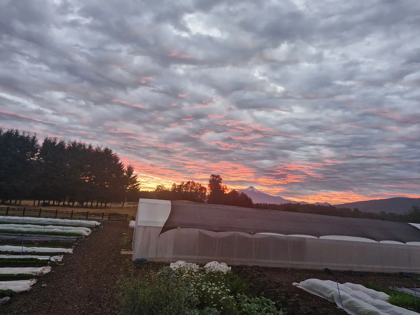Amanecer sobre el huerto con el volcán al fondo