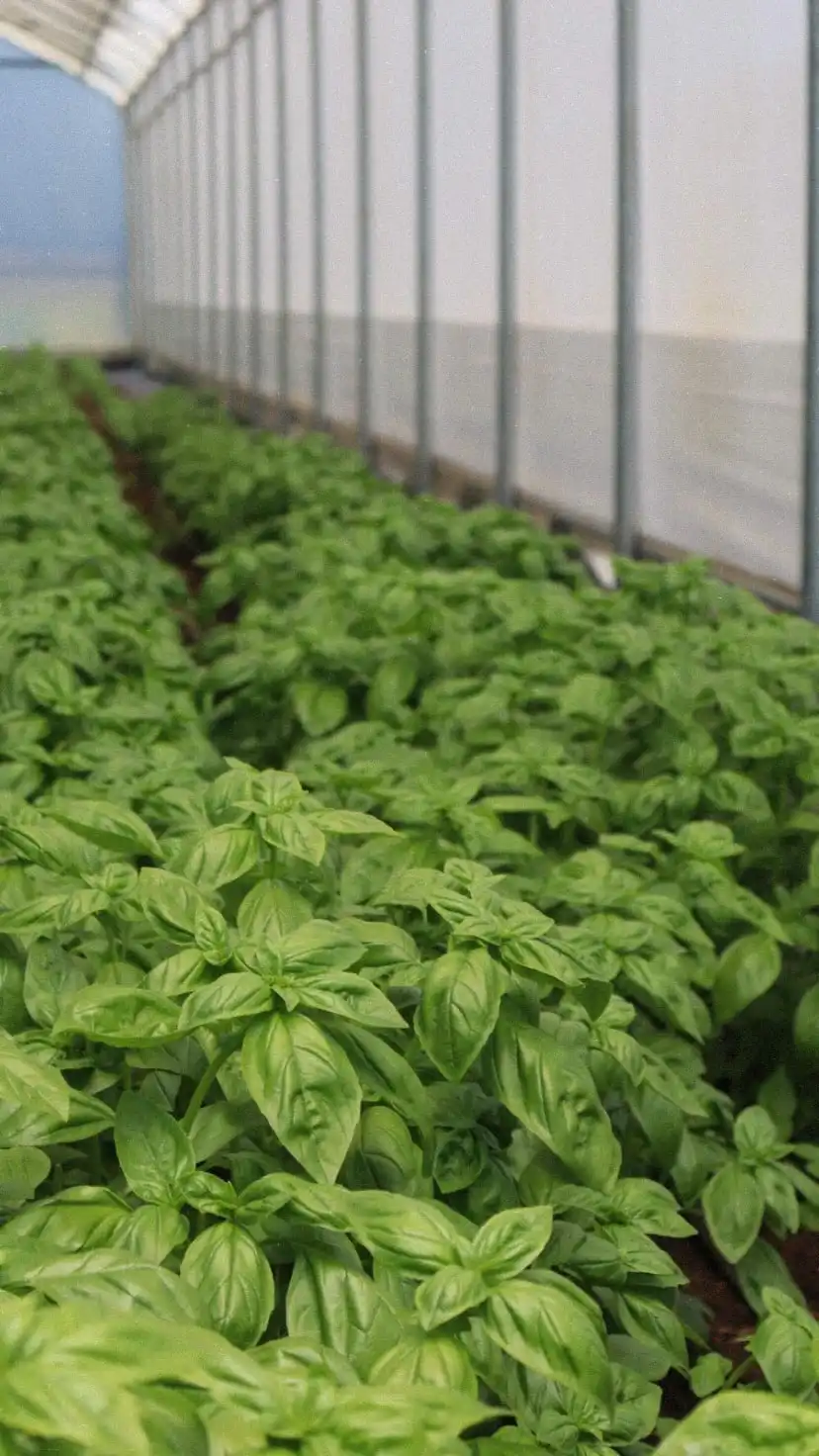 Albahaca fresca en el huerto