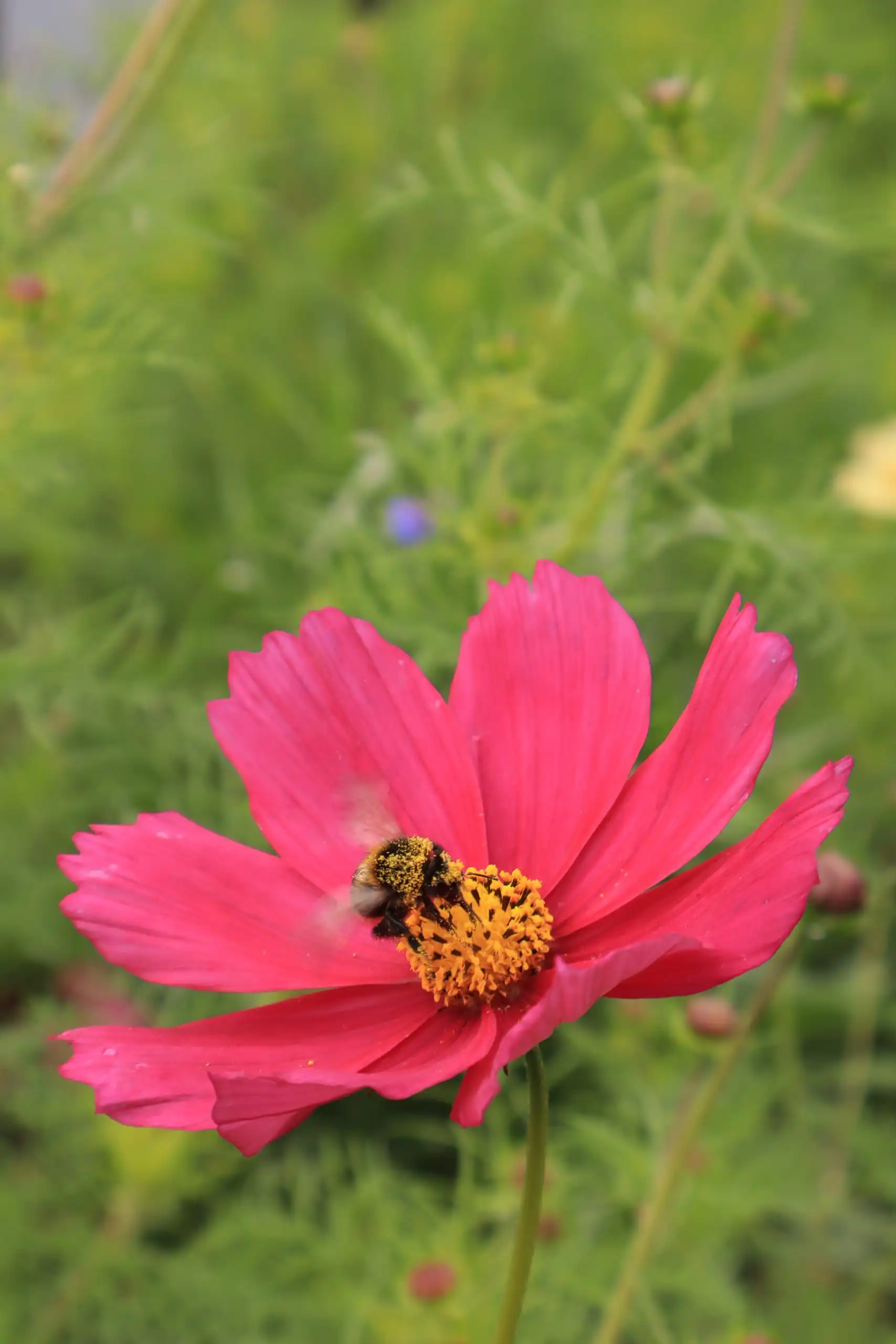 Abejorro cubierto de polen sobre una flor de cosmos rosada