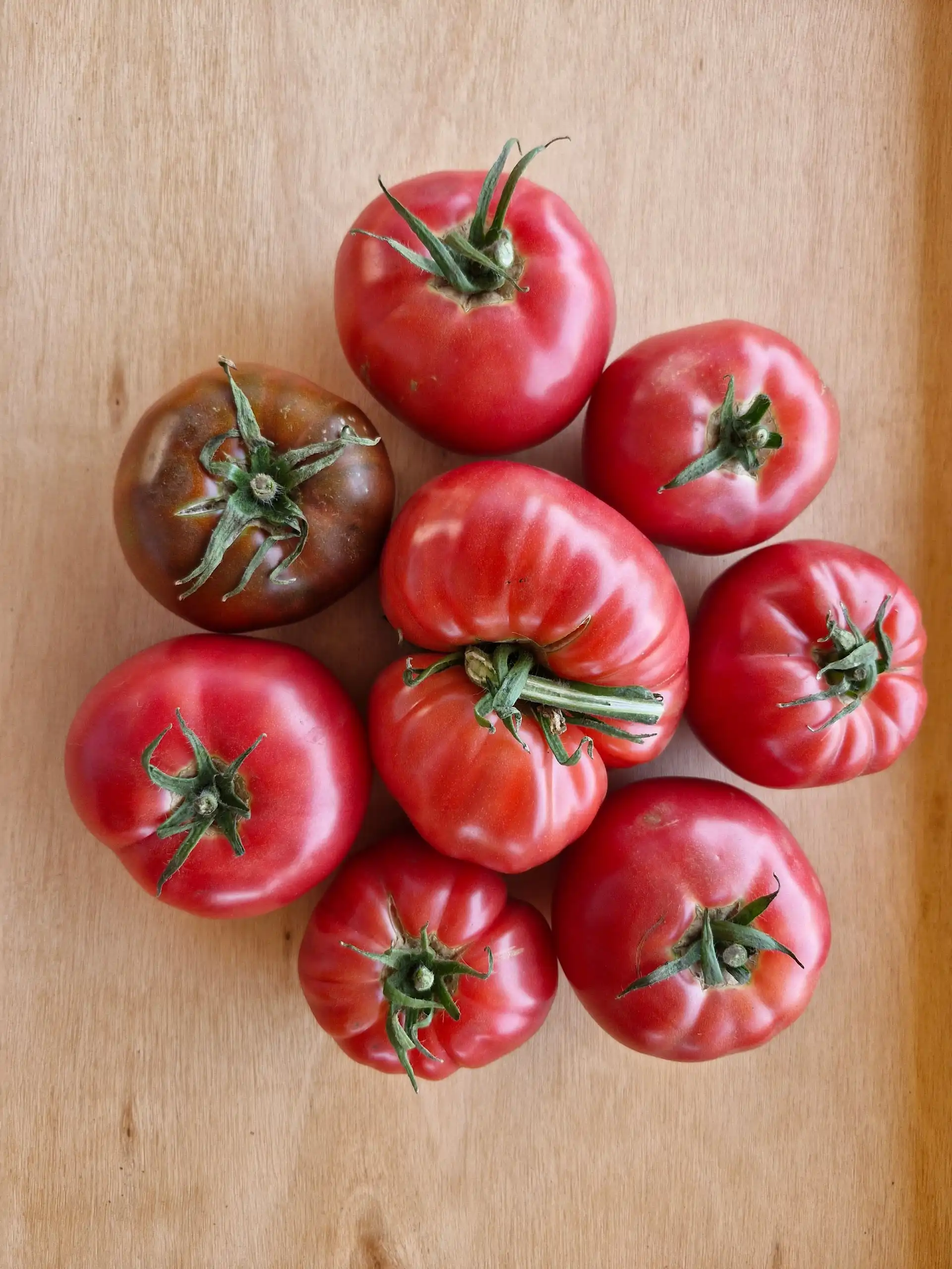 Tomates frescos en el huerto