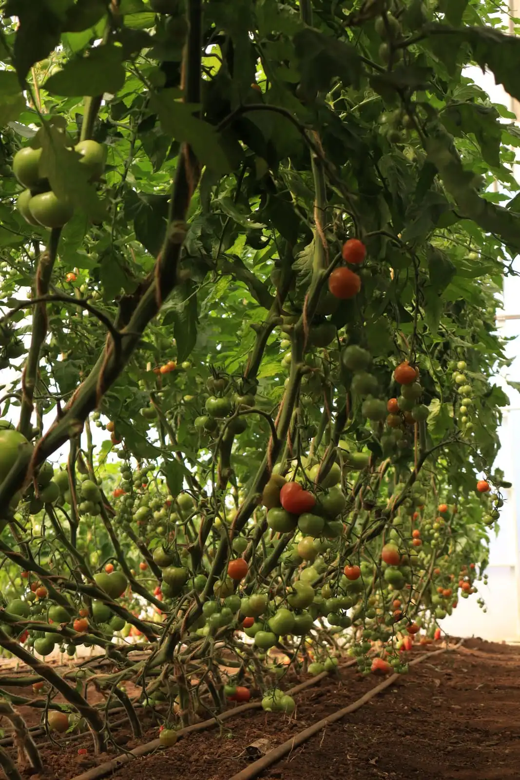 Tomates cherry madurando en la planta