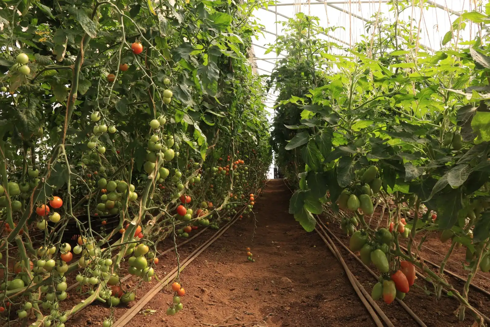 Pasillo del invernadero flanqueado por plantas de tomate