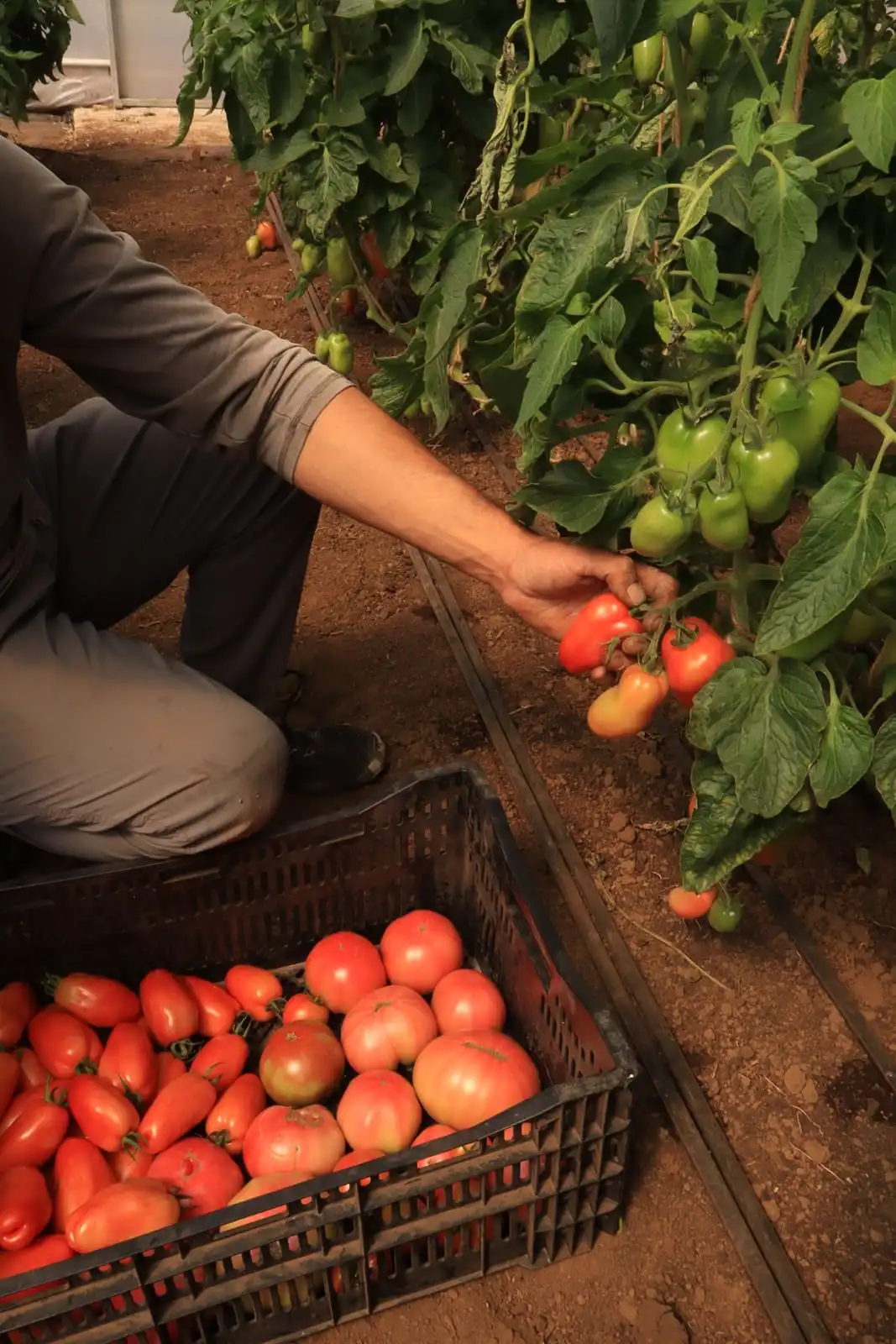 Cosecha de tomates en caja