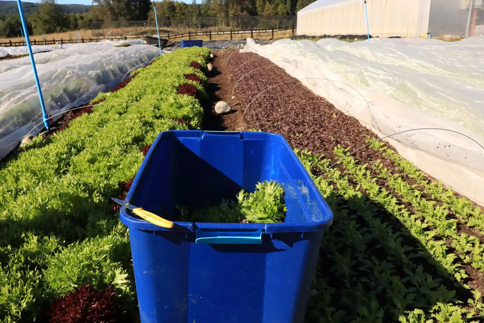 Caja de cosecha con mizuna fresca entre las hileras