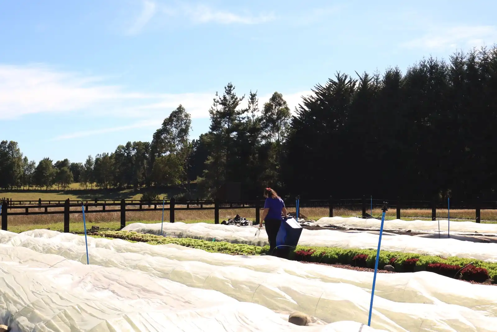 Trabajo entre camas cubiertas con manta térmica
