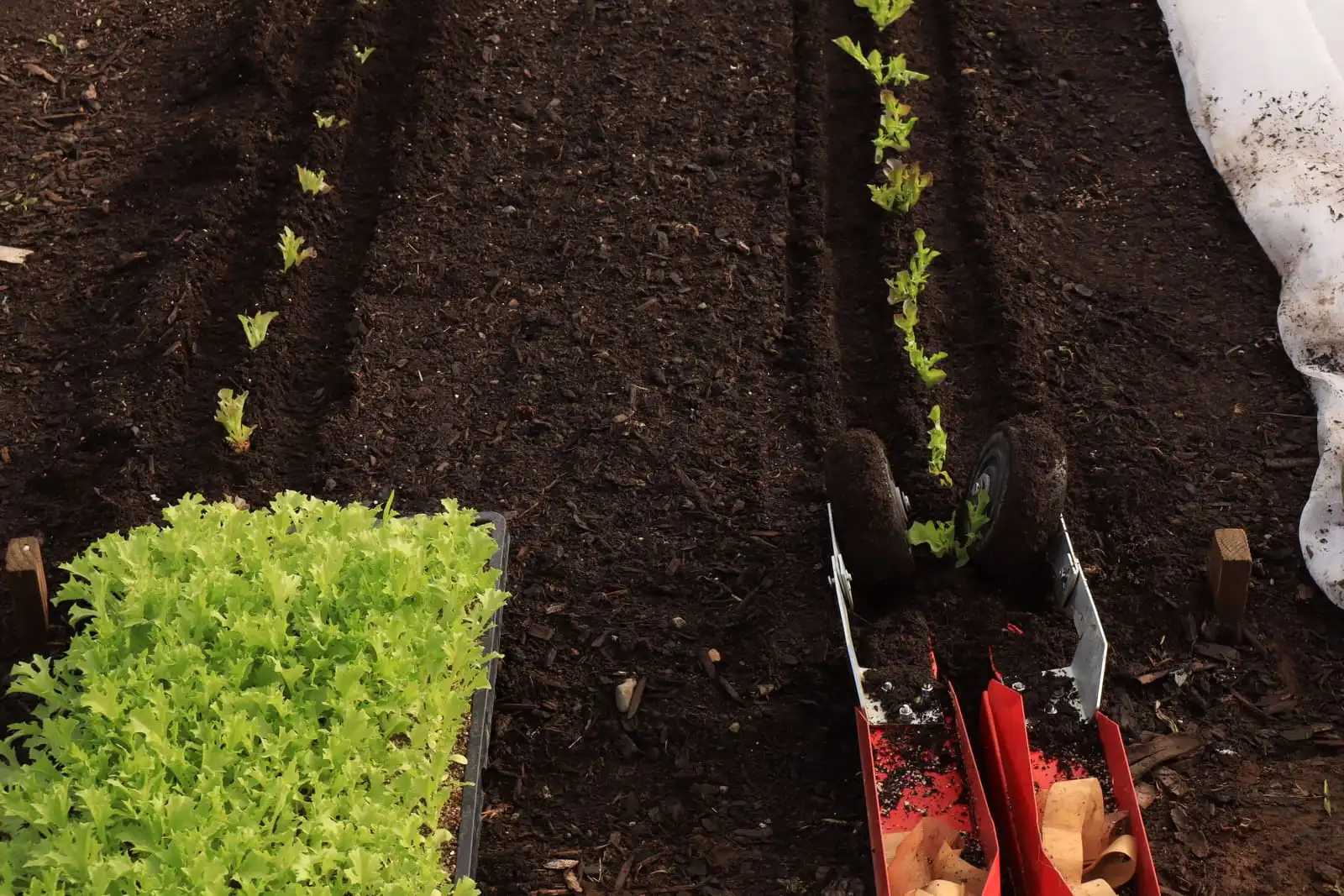 Plantines recién trasplantados en línea sobre el compost