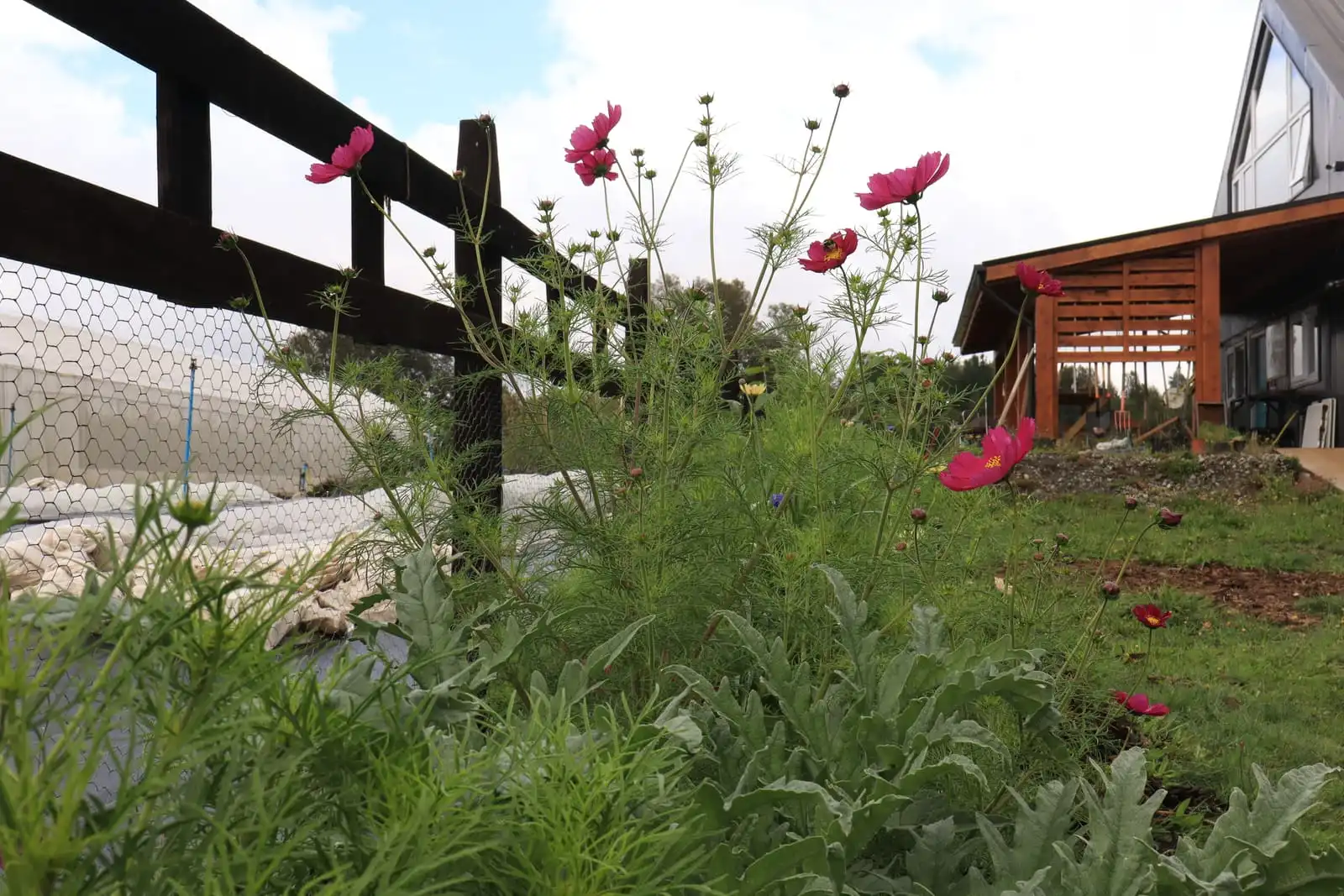 Flores de cosmos junto al cerco del huerto
