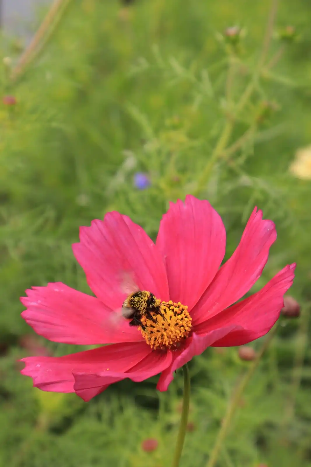 Abejorro cubierto de polen sobre una flor de cosmos