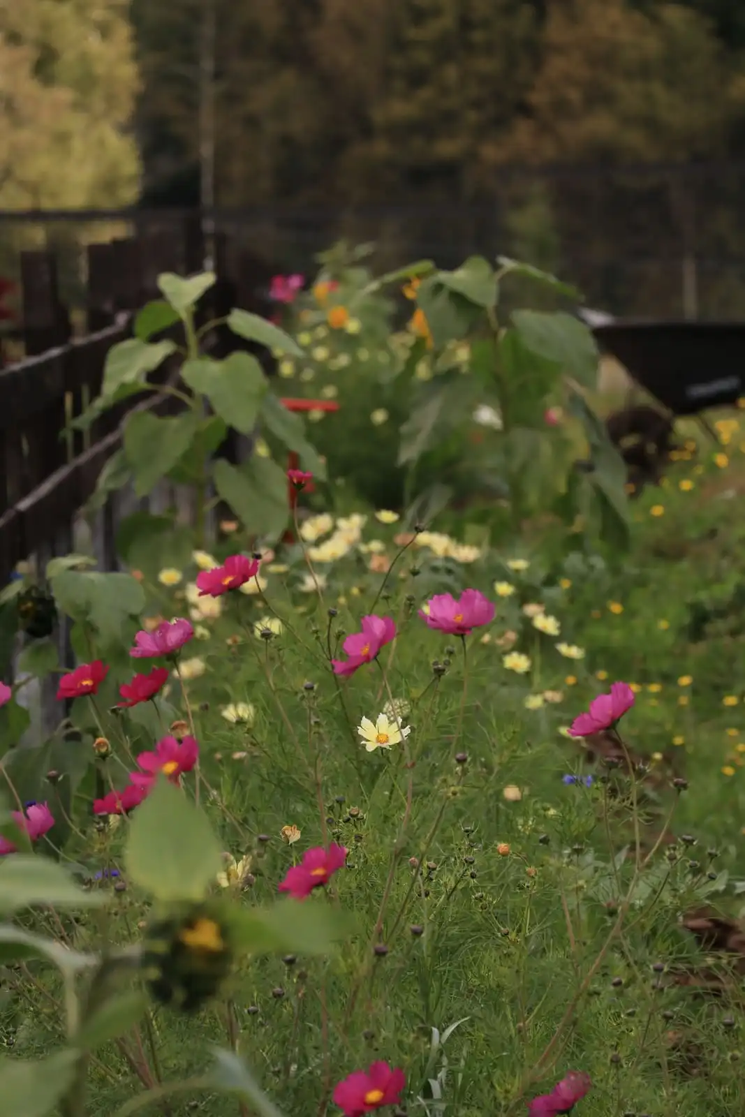 Flores de cosmos del jardín de biodiversidad