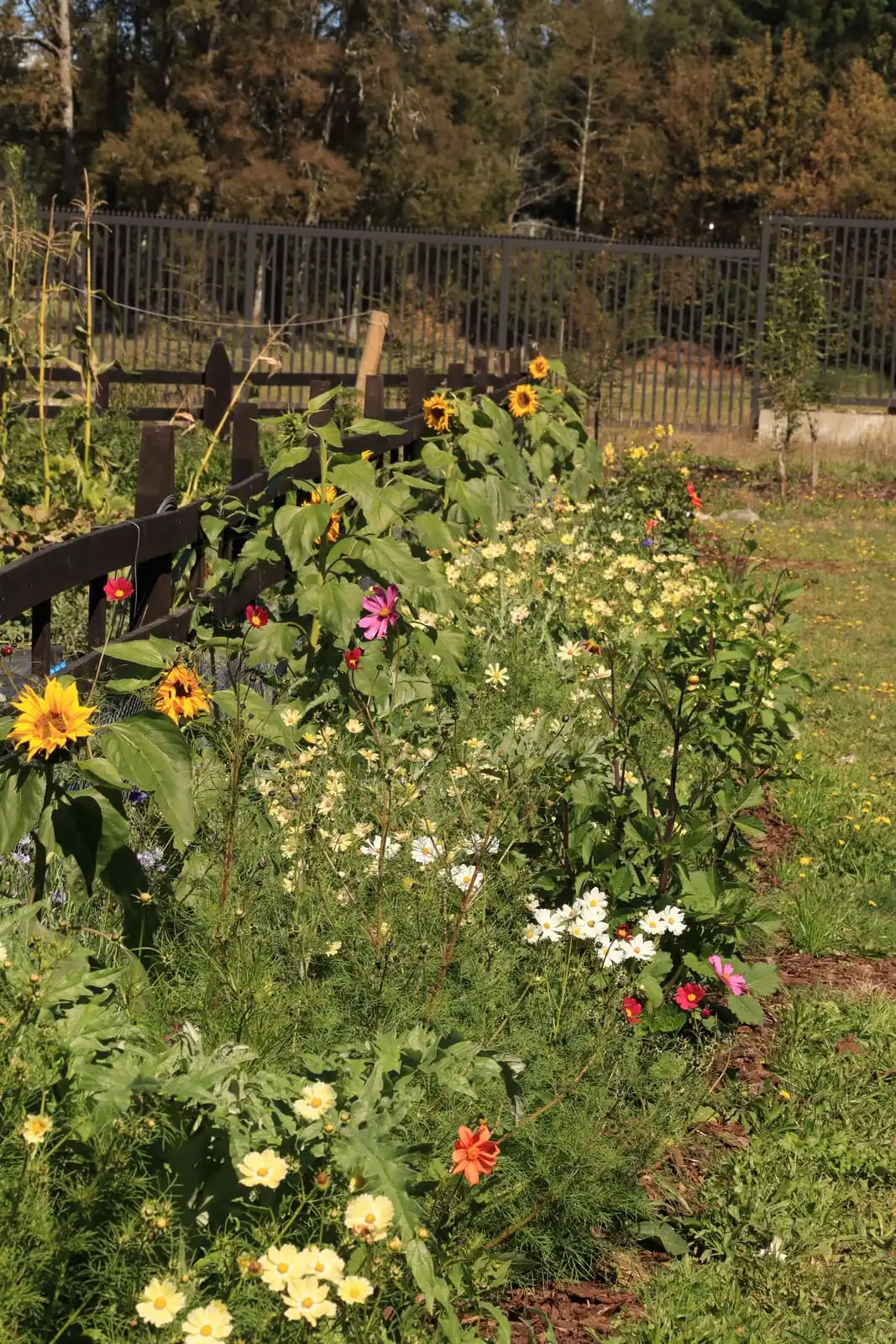 Corredor biológico con girasoles y flores