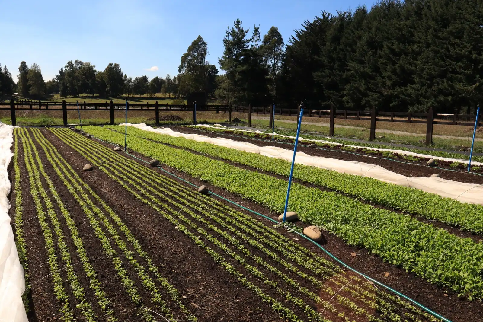 Hileras de baby leaf al sol con riego por aspersión