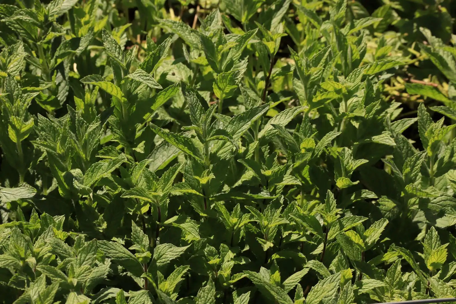 Menta fresca en caja de cosecha