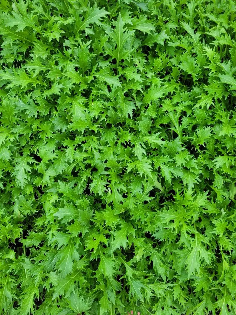Mizuna y mostaza roja frescas en el huerto