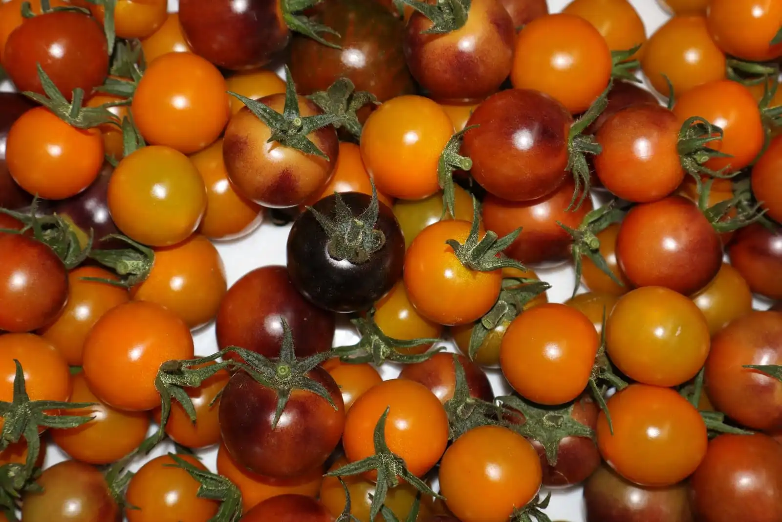 Tomates cherry en la planta