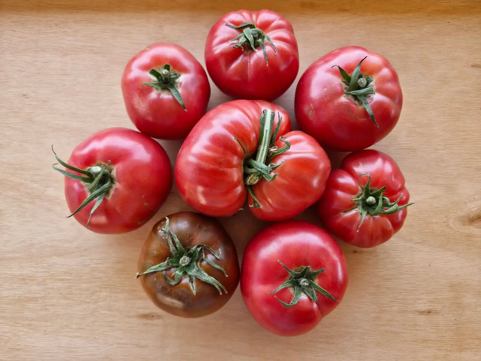 Tomates maduros recién cosechados