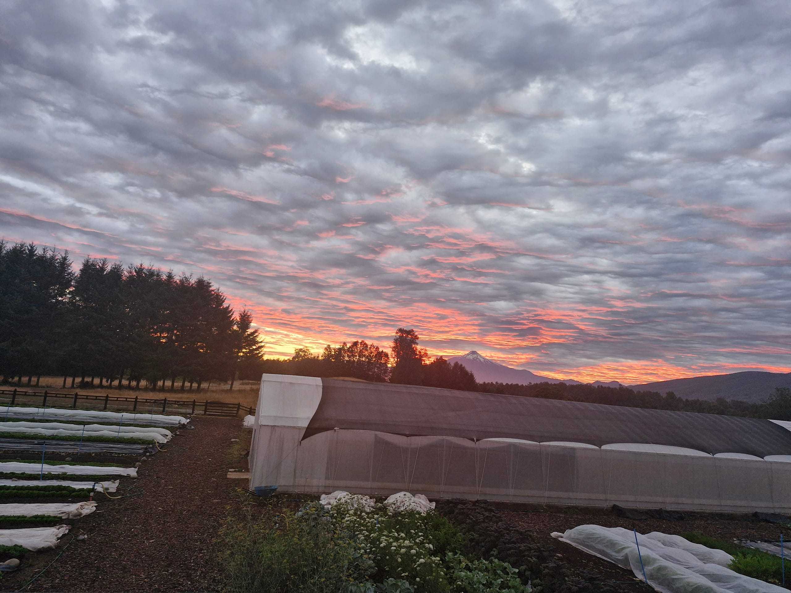 Amanecer sobre el huerto con el volcán al fondo
